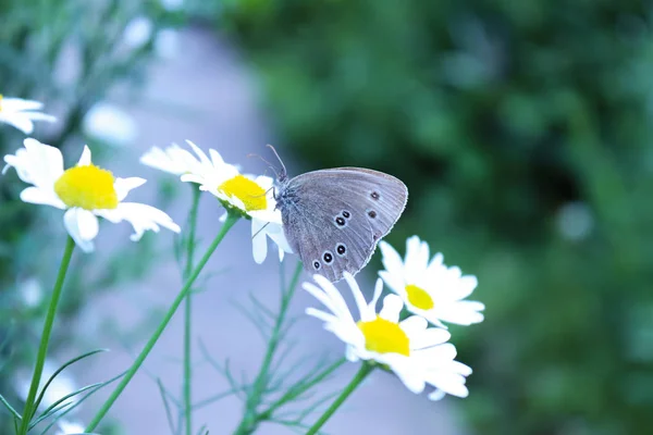 Papillon sur fleur — Photo