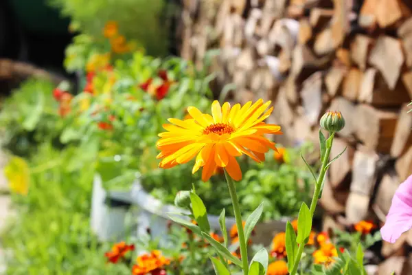 Calendula fiore in giardino — Foto Stock