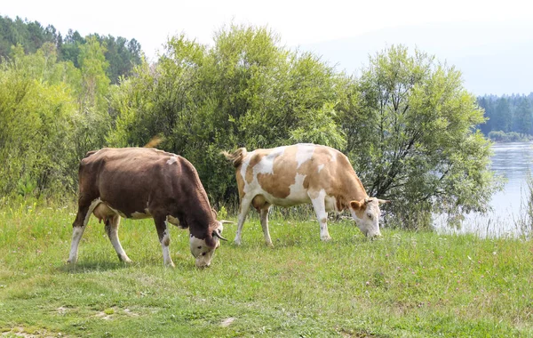 Cows on a glade — Stock Photo, Image