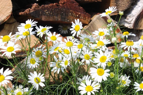 White daisy  in a summer garden — Stock Photo, Image