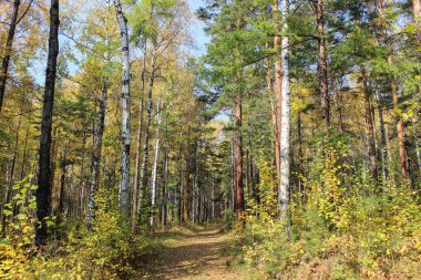Sonbahar yürüyüş günü
