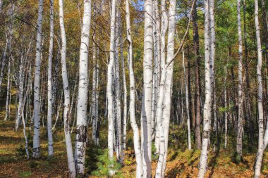 Ormanda huş ağacı