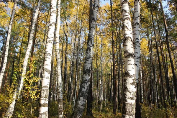 塗料白樺の森と白樺林 — ストック写真