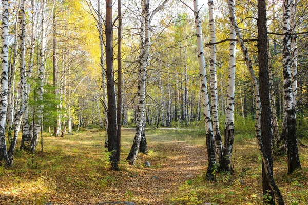 Ormanda güzel bir sonbahar