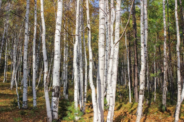 Ormanda huş ağacı