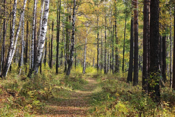 秋の森を歩くと — ストック写真
