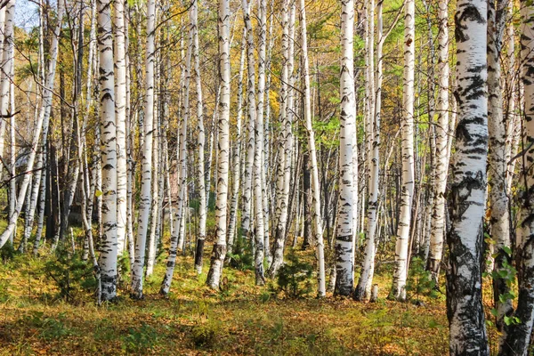Genç sonbahar ağaç 