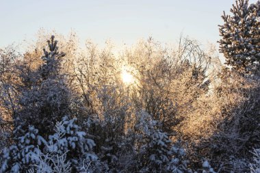 Işınları ağaç üzerinden