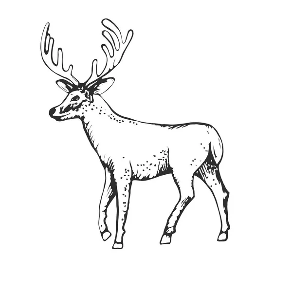 Stile di incisione del cervo, illustrazione vintage, disegnato a mano, schizzo — Vettoriale Stock