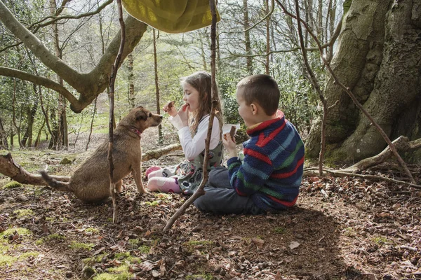 Лесной пикник с жадной собакой — стоковое фото