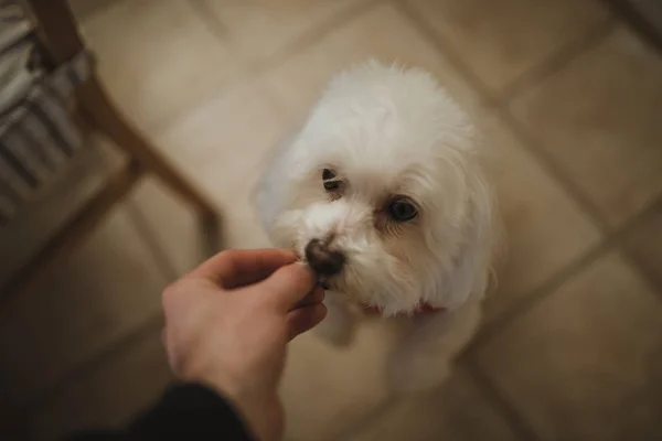 Alimentazione cane Un ossequio — Foto Stock