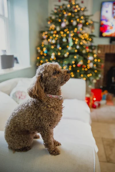 Kedvtelésből tartott kutya karácsonykor — Stock Fotó