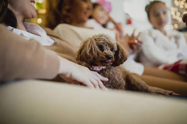 Perro faldero en Navidad — Foto de Stock