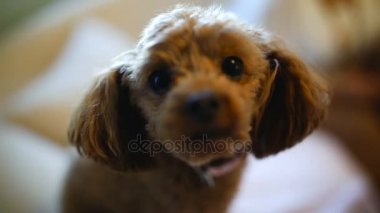 Meraklı kaniş köpek 