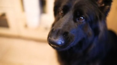 Alman çoban köpeği.