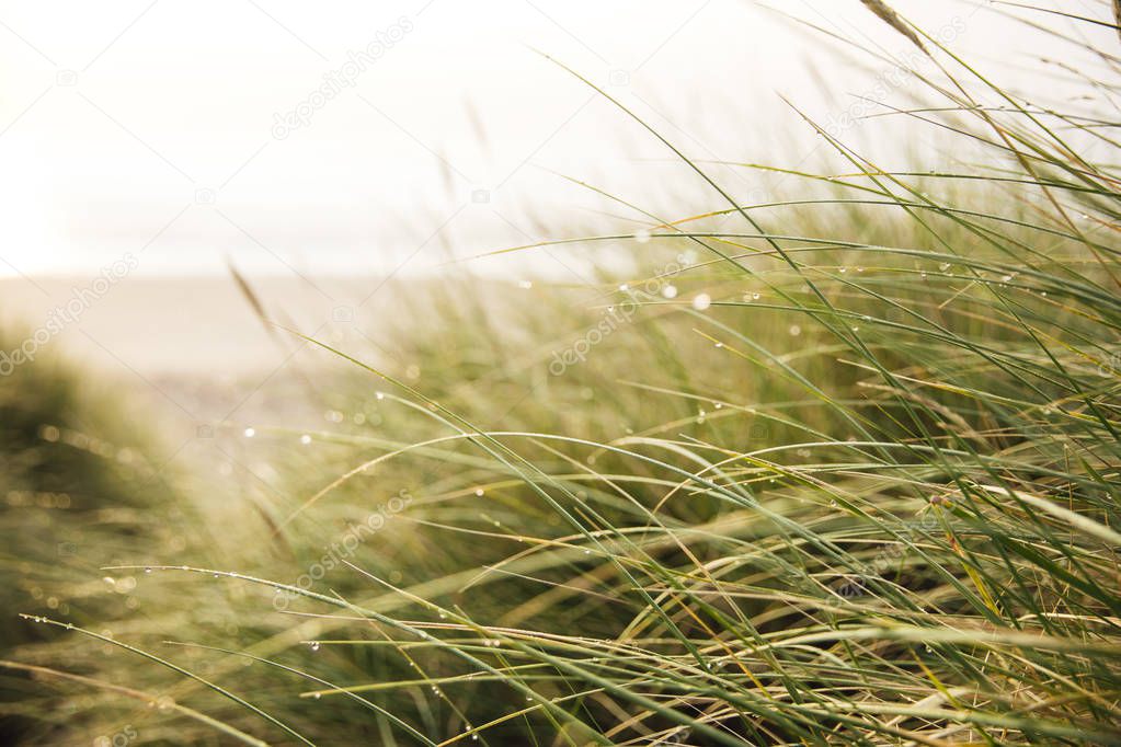 Grass Blowing in the Wind