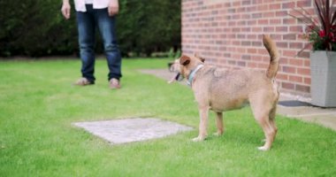 Terrier köpek onun mülkiyet izlerken bir bahçede duran.