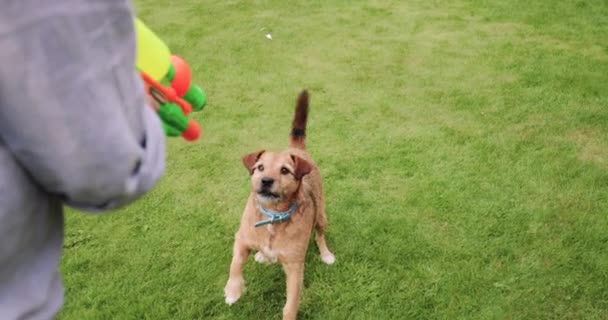 成熟した男は 水鉄砲 水スプレーを食べることを試みている彼のペットの犬と遊ぶと彼の庭 — ストック動画