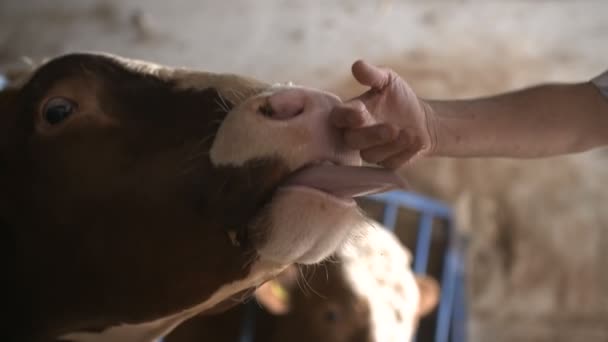 Μοντέρνα φάρμα αχυρώνα με άρμεγμα αγελάδες τρώνε σανό — Αρχείο Βίντεο