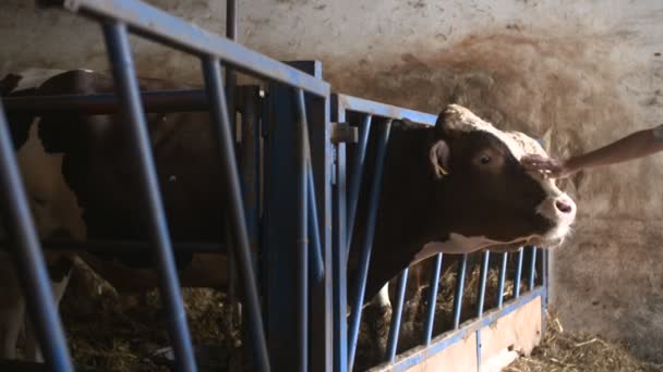 Сучасний фермерський сарай з доїнням корів, що їдять сіно — стокове відео