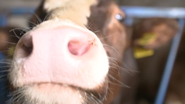 Modern farm barn with milking cows eating hay — Stock Video