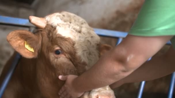 Современный фермерский амбар с дойными коровами, поедающими сено — стоковое видео