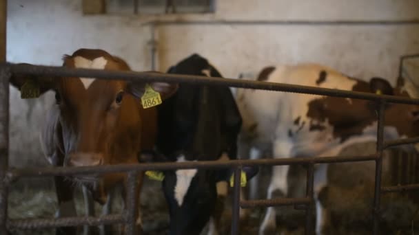 Moderne boerderij schuur met het melken van de koeien eten hooi — Stockvideo