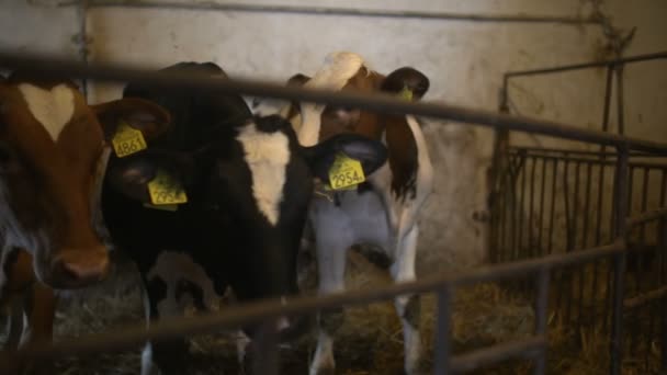 Celeiro moderno com vacas leiteiras comendo feno — Vídeo de Stock