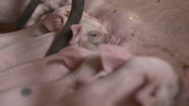 Hayvancılık Çiftliğinde domuzları. domuz yetiştiriciliği