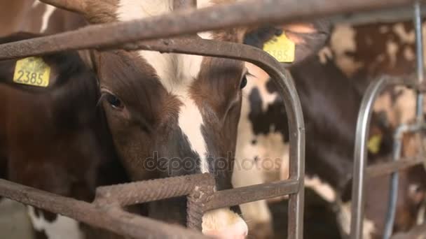 Celeiro moderno com vacas leiteiras comendo feno — Vídeo de Stock