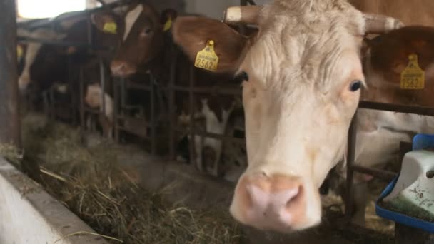 Moderne boerderij schuur met het melken van de koeien eten hooi — Stockvideo