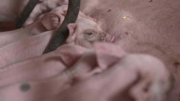 Cerdos en granja ganadera. Porcicultura — Vídeo de stock
