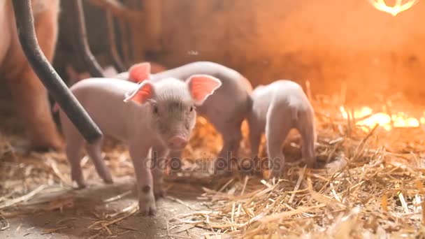 Cerdos en granja ganadera. Porcicultura — Vídeo de stock