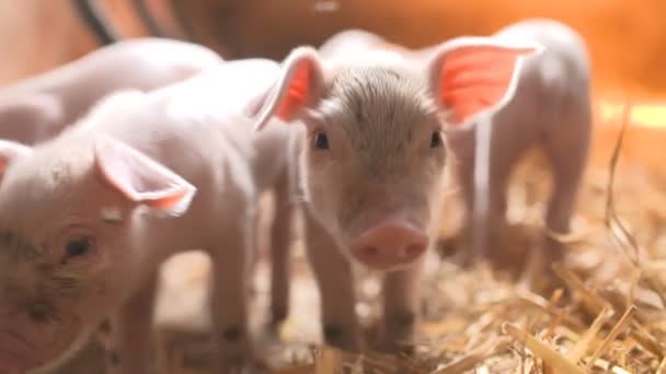 Schweine auf einem Viehhof. Schweinezucht — Stockvideo