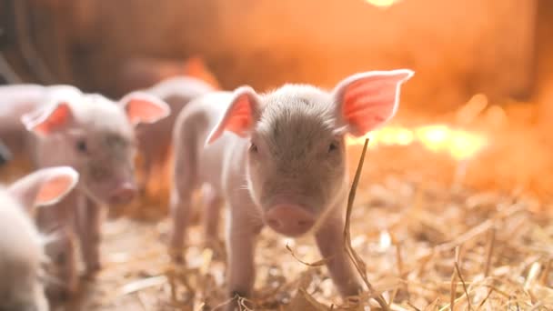 Cerdos en granja ganadera. Porcicultura — Vídeos de Stock