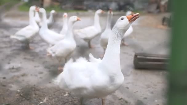 Duck run and search for food — Stock Video