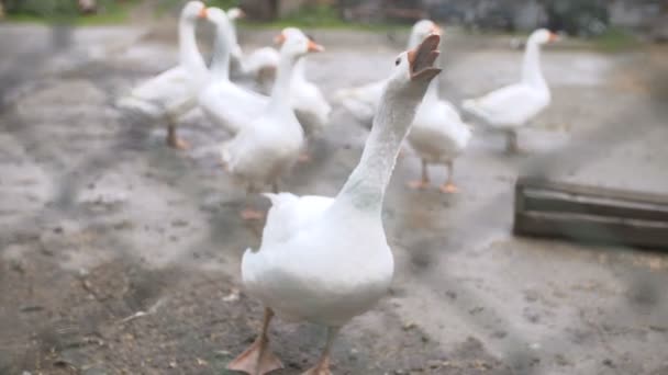 Утки бегают и ищут еду — стоковое видео
