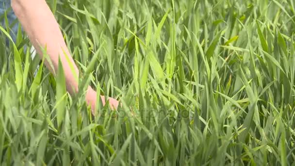 Farmer checks cereal, wheat before harvest time — Stock Video