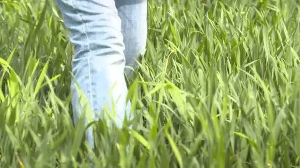 Farmer walking in wheat field at — Stock Video