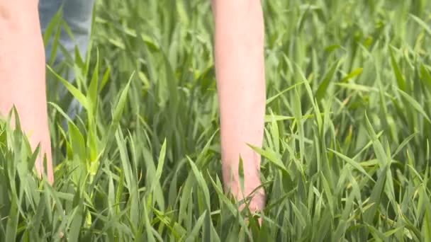 agriculteur contrôle les céréales, le blé avant la récolte 