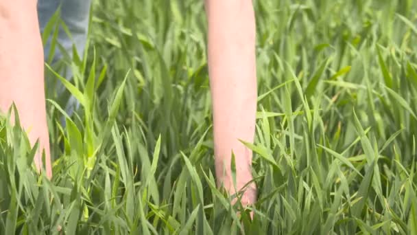 Agriculteur contrôle les céréales, le blé avant la récolte — Video