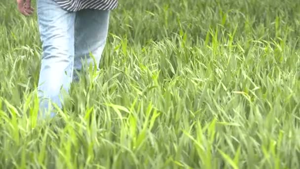 Farmář kontroly obilí, pšenice před sklizní — Stock video