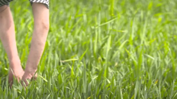 agriculteur contrôle les céréales, le blé avant la récolte 