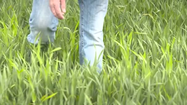 Фермер проверяет зерновые, пшеницу до сбора урожая — стоковое видео