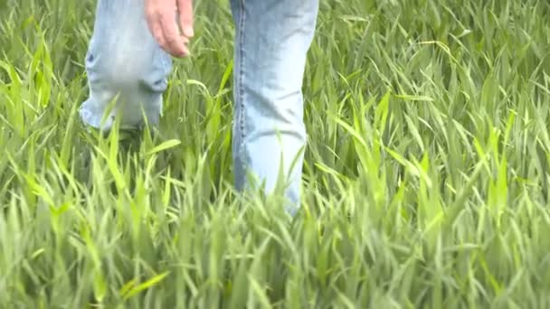 Bonde kontroller spannmål, vete innan skördetid — Stockvideo