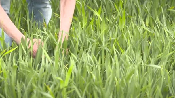 agriculteur contrôle les céréales, le blé avant la récolte 