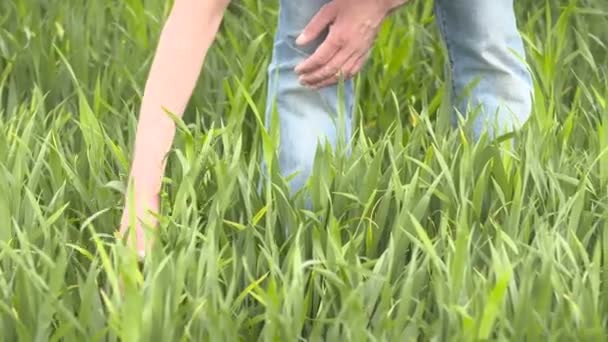 Boer controles granen, tarwe voor oogsttijd — Stockvideo