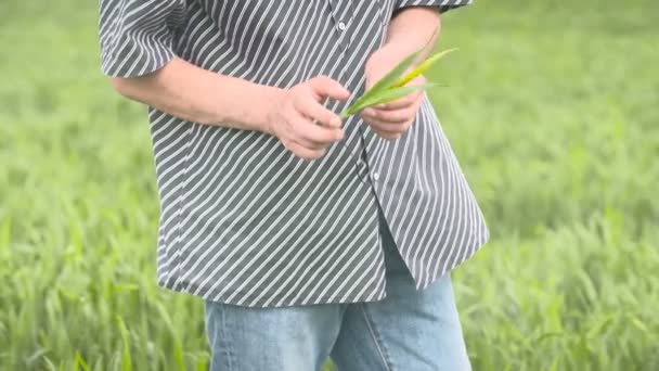 Фермер проверяет зерновые, пшеницу до сбора урожая — стоковое видео