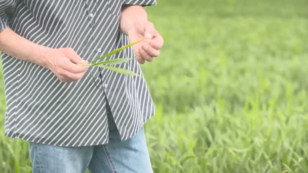 Αγρότης ελέγχους δημητριακά, σιτάρι πριν από την εποχή της συγκομιδής — Αρχείο Βίντεο