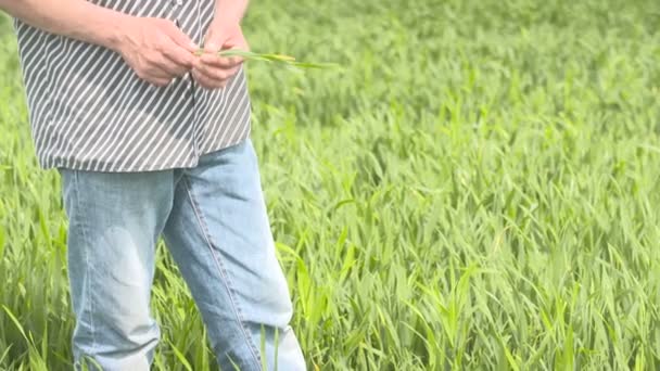 Agriculteur contrôle les céréales, le blé avant la récolte — Video